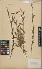 Foto von Salix purpurea L. x Salix repens L.